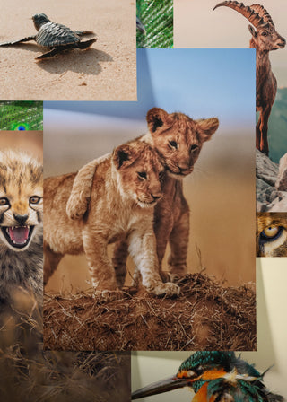 Posters - Animals