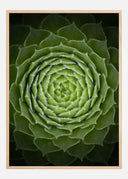 Succulent Poster II