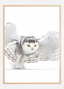 Snowy Owl Jazz Wings Poster