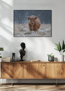 Snowy Highland cow Poster