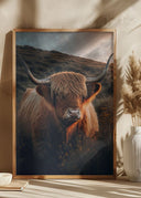 Highland Cow With Big Horns Poster