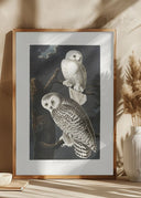 Snowy Owl From Birds of America (1827) Poster
