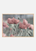 Softly Poster