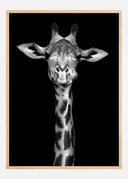 Chewing Giraffe Poster