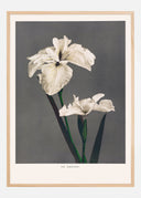 Iris Kabmpferi Poster