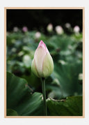 Peony Field Poster