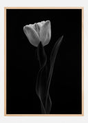 Tulip Poster II