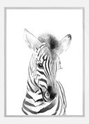 Zebra Watercolor Poster
