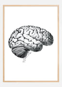 Parts of the brain chart Poster
