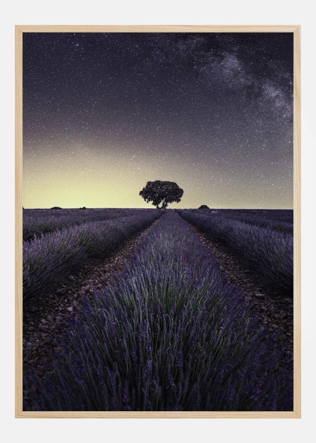 Bildverkstad Lavender Fields Poster