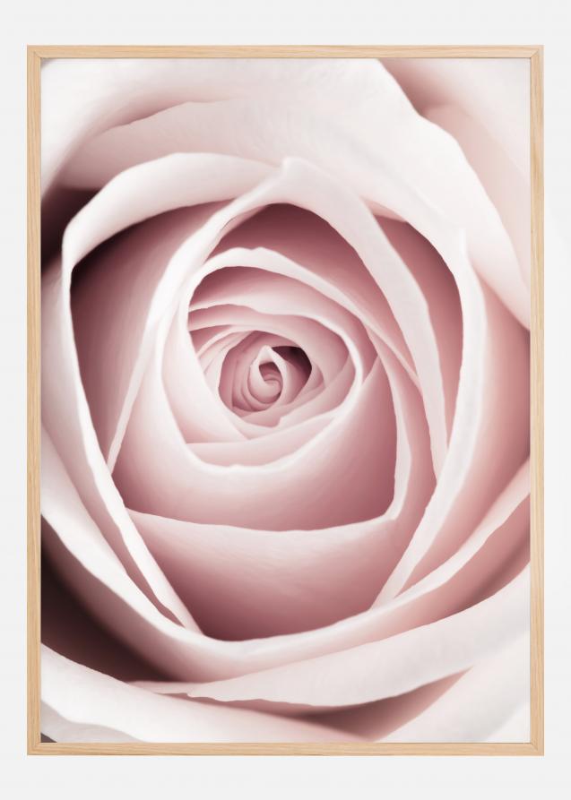 Bildverkstad Pink Rose Poster