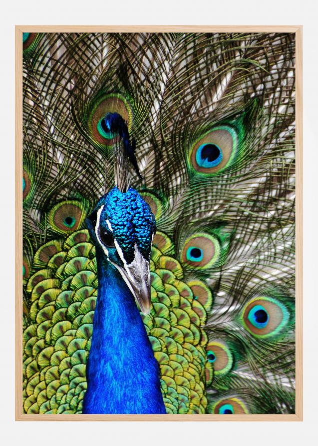 Bildverkstad Peacock I Poster