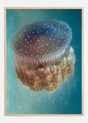 Jellyfish Phylorhiza punctata Poster