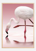 Flamingo Poster I