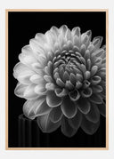 Dahlia Poster II