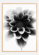 Dahlia Poster I