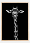 Giraffe Portrait Poster