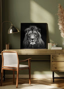 Young Male Lion Poster