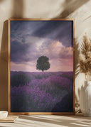 Lavender Fields Poster