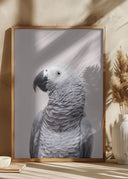 African Grey Poster