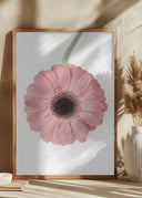 Pink Gerbera II Poster