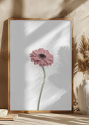 Pink Gerbera Poster