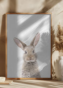 Baby Rabbit Poster