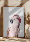 Pink Cockatoo Poster