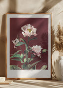 HAbrdaceous Peony no2 Poster