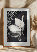 White Chinese Geese Swimming by Reeds Poster