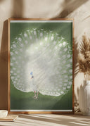 Peacock Poster