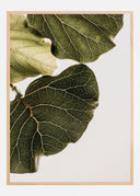 Abutifolia No1 Poster