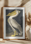 American White Pelican From Birds of America (1827) Poster