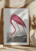 Pink Flamingo From Birds of America (1827) Poster