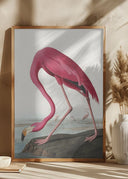 Pink Flamingo II From Birds of America (1827) Poster