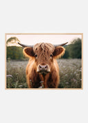 Highland Cow Poster I
