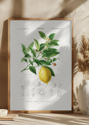 Lemon (citrus Limonium) Poster