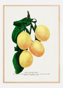 Coes Poster
