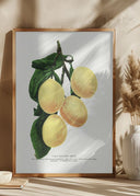 Coes Poster
