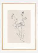 Bellflowers ink drawing Poster