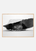 Cat in a bag Poster