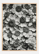 Black And White Flowers Poster 03