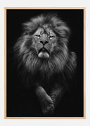 Black and White Lion Poster
