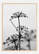 Black And White Flowers Poster 01