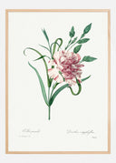 Carnation Poster