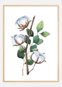 Cotton Flower Poster I