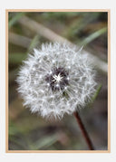 Dandelion Poster III
