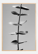 Eucalyptus Bw Poster