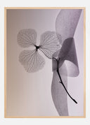 Flower Poster