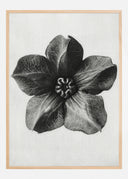 Grey Flower III Poster